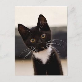 Cartão Postal Gato De Tuxedo Branco, Preto E Branco