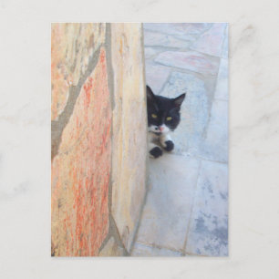 Cartão Postal GATO DETETIVE ATRÁS DA PAREDE DE PEDRA / Dia dos P