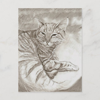 Cartão Postal Gato do gatinho