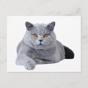 Cartão Postal gato-do-mato-pequeno