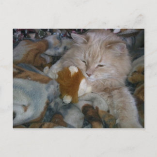 Cartão Postal Gato do Modelo de Função