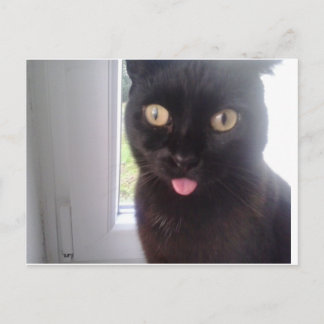 Cartão Postal Gato Doce