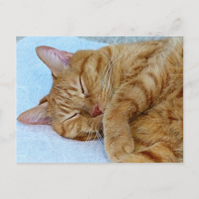 Cartão Postal Gato Dormindo (Frente)