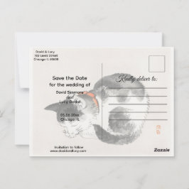 Cartão Postal Gato Dormindo