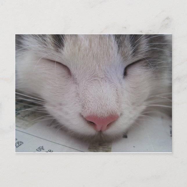 Cartão Postal Gato Dormindo (Frente)
