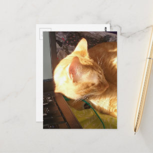Cartão Postal gato dormindo no trabalho