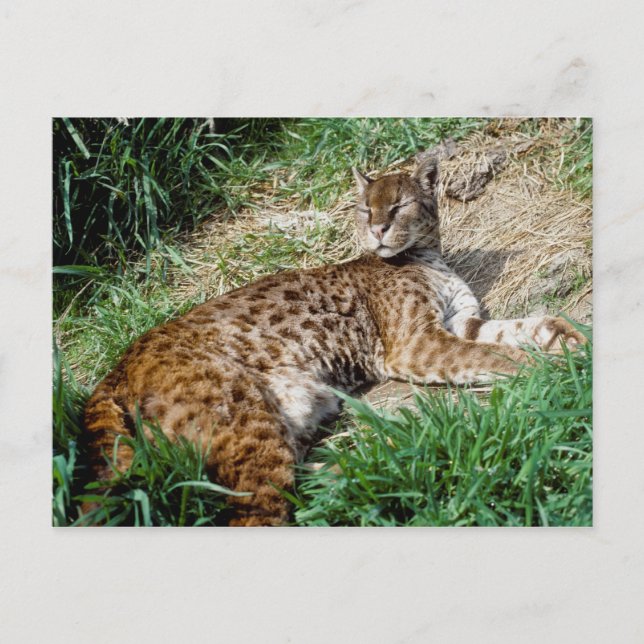 Cartão postal - Gato-dourado-africano (Frente)