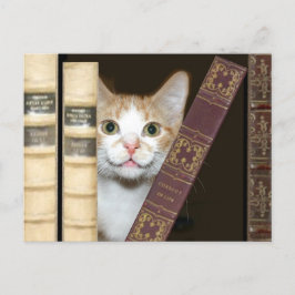 Cartão Postal Gato e livros