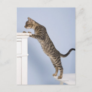 Cartão Postal Gato em Cadeira, Dusseldorf, Norte