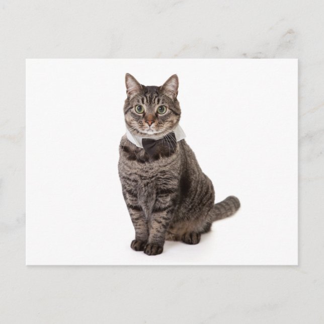Cartão Postal Gato em Tuxedo (Frente)