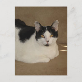 Cartão Postal Gato Em Um Sofá