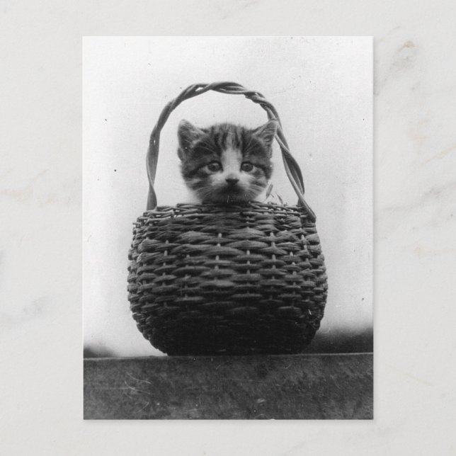 Cartão Postal Gato em uma foto antiga à moda antiga (Frente)