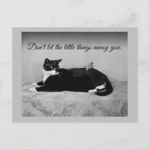 Cartão Postal Gato engraçado e periquito irritante
