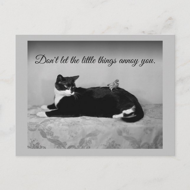 Cartão Postal Gato engraçado e periquito irritante (Frente)