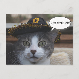 Cartão Postal Gato Engraçado em Sombrero
