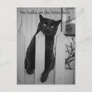 Cartão Postal Gato engraçado pendurado na cerca