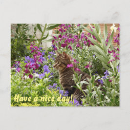 Cartão Postal Gato enigmático!