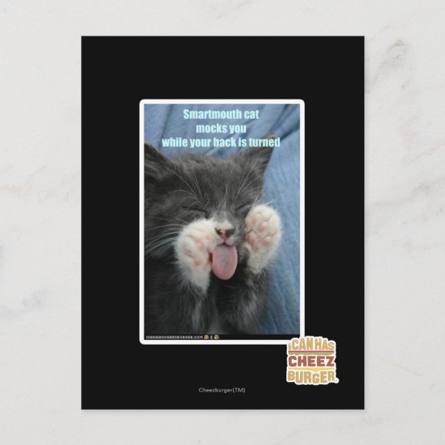 Cartão Postal Gato esperto (Frente)