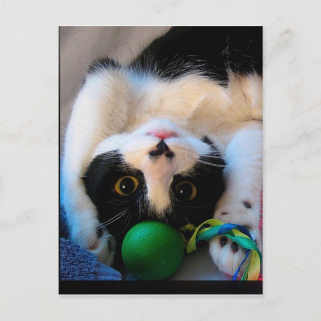 Cartão Postal Gato está deitado na cama (Frente)