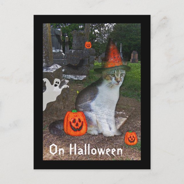 Cartão Postal Gato Fantasma (Frente)