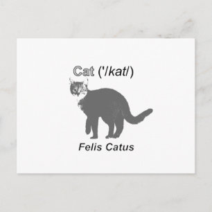 Cartão Postal Gato Felis Catus