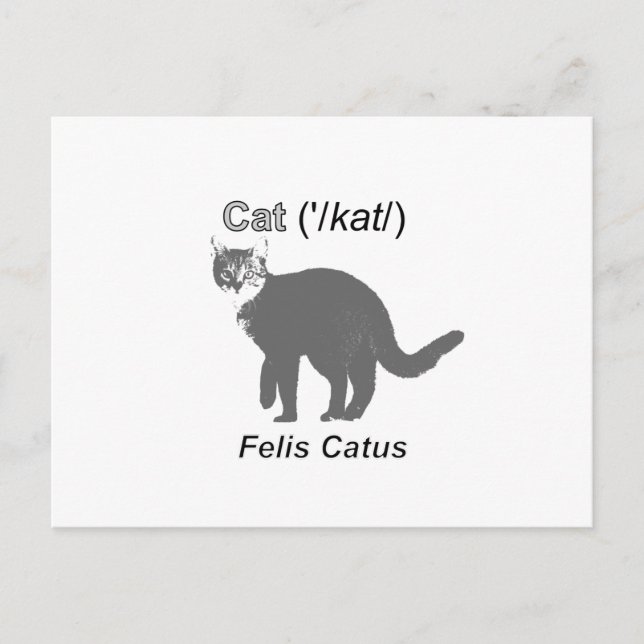 Cartão Postal Gato Felis Catus (Frente)