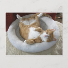 Cartão Postal Gato Feliz