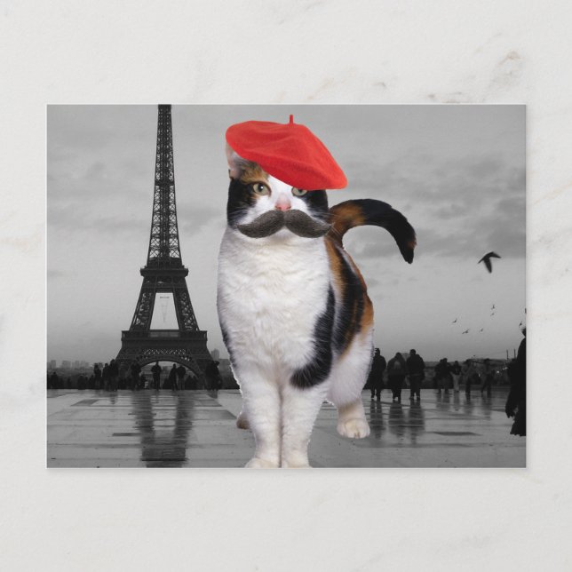 Cartão Postal Gato Francês em Paris (Frente)