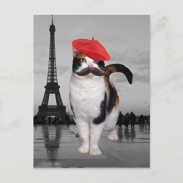 Cartão Postal Gato Francês em Paris (Frente)