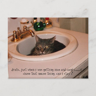 Cartão Postal gato fresco de verão