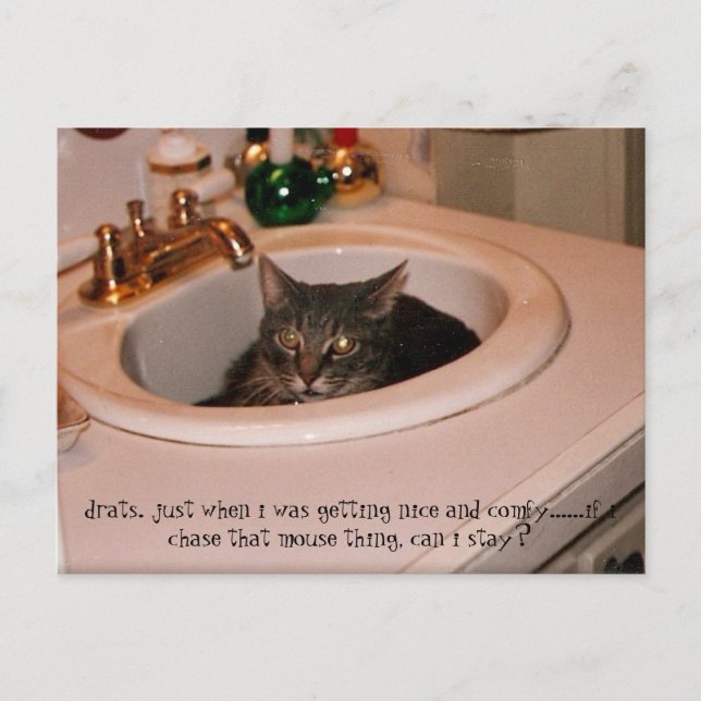 Cartão Postal gato fresco de verão (Frente)