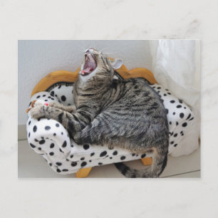 Cartão Postal Gato Gatinho Cansado Bocejando Cute Diversão Cartã