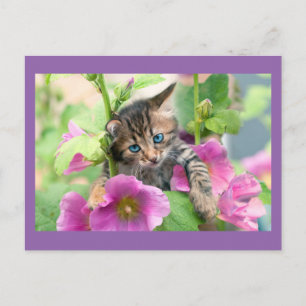 Cartão Postal Gato Gato Giro com Flores Rosa