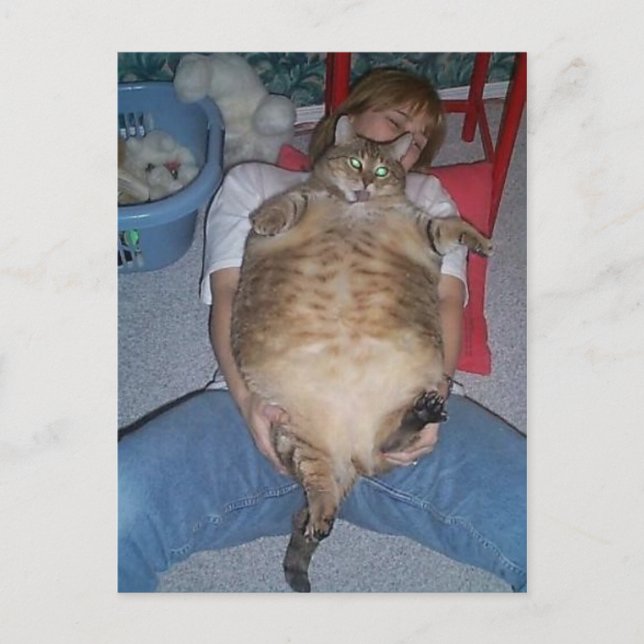 Cartão Postal Gato Gordo Feio (Frente)