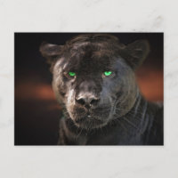 Gato Grande Leopardo Negro