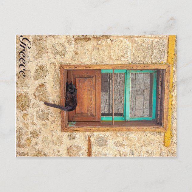 Cartão Postal Gato grego (Frente)