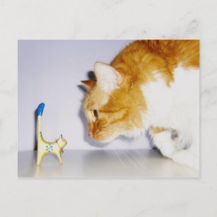 Cartão Postal Gato Humoroso Olhando para a estátua do Gatinho de