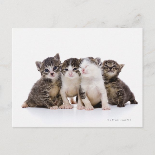 Cartão Postal Gato japonês (Frente)