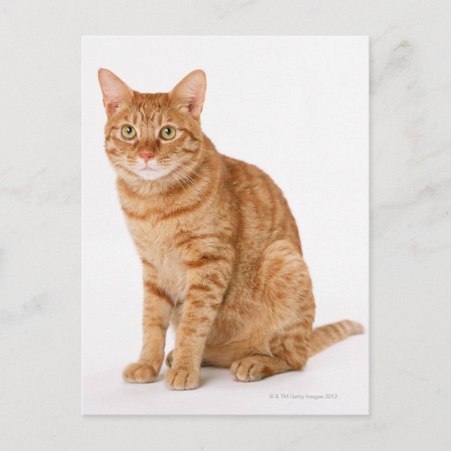 Cartão Postal Gato Japonês (Frente)