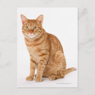 Cartão Postal Gato Japonês