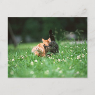 Cartão Postal Gato Japonês 4