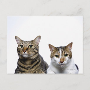 Cartão Postal gato japonês e gato Manx em fundo branco