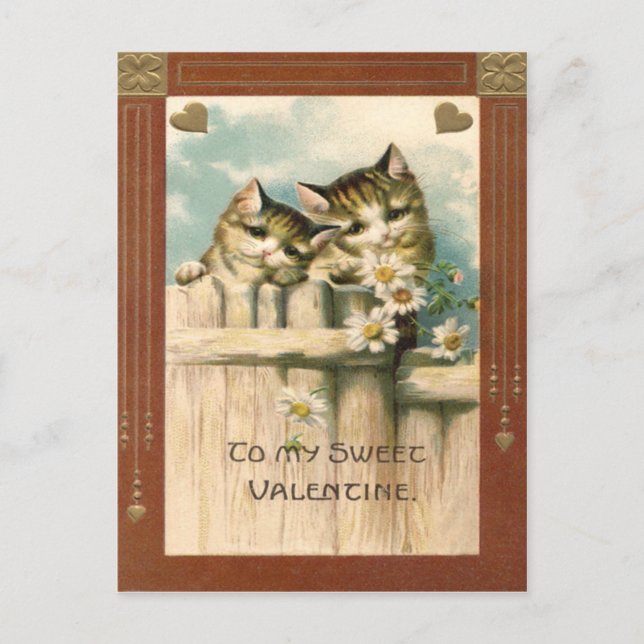 Cartão Postal Gato Kitten Daisy Daisies Fence (Frente)