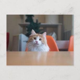 Cartão Postal Gato Laranja e Branco de Cabelo Comprido