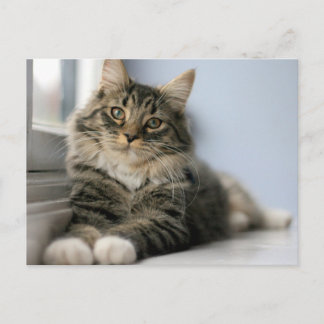 Cartão Postal Gato Listrado junto a uma Janela