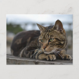 Cartão Postal Gato listrado pronto para ação em Devon