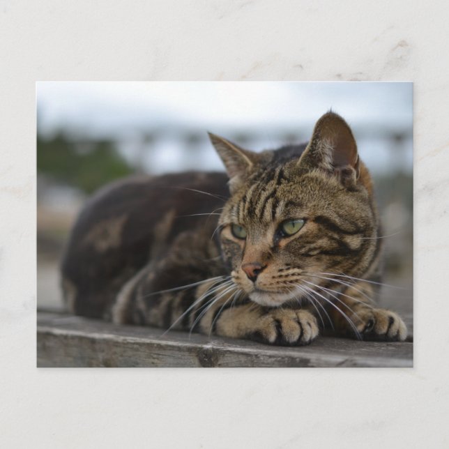 Cartão Postal Gato listrado pronto para ação em Devon (Frente)