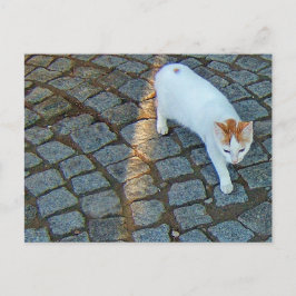 Cartão Postal Gato Little Dot Ephesus