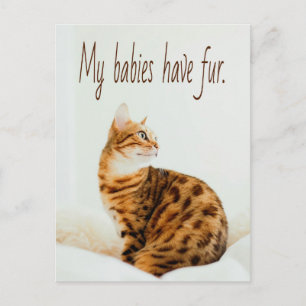 Cartão Postal Gato Lover, Gatinho Bonito Meme, Meus bebês têm Pe