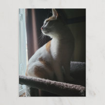 Gato Mais Dramático na Árvore de Gatos de Todos os